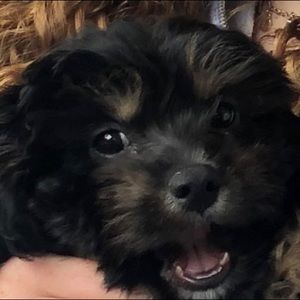 Meet your Posher, Henk